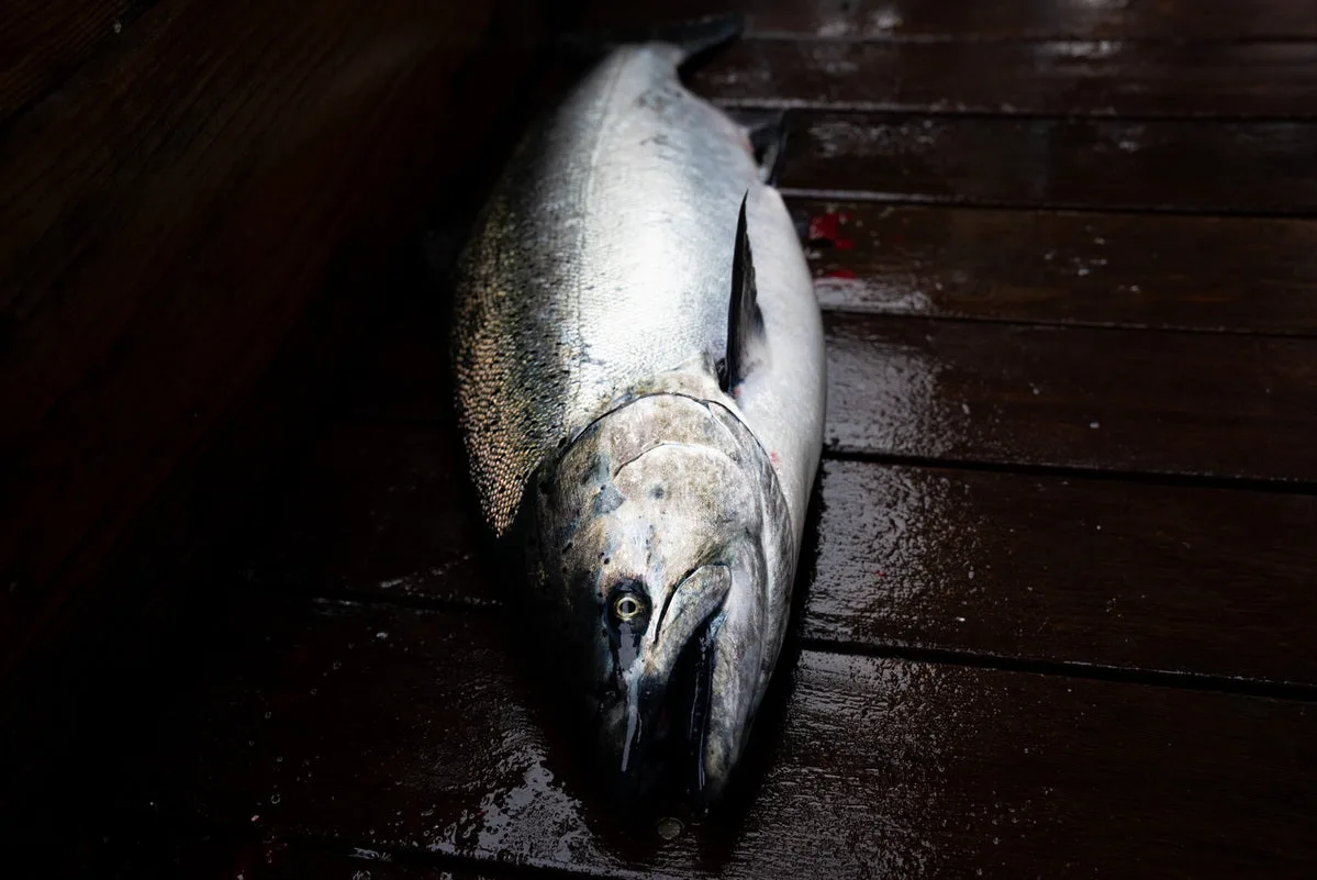 Alaskan Seafood Guys - Wild-caught Alaskan king salmon
