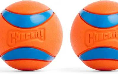 Balls for Dogs That Chew Ranked by Density, Safety, and Rebound