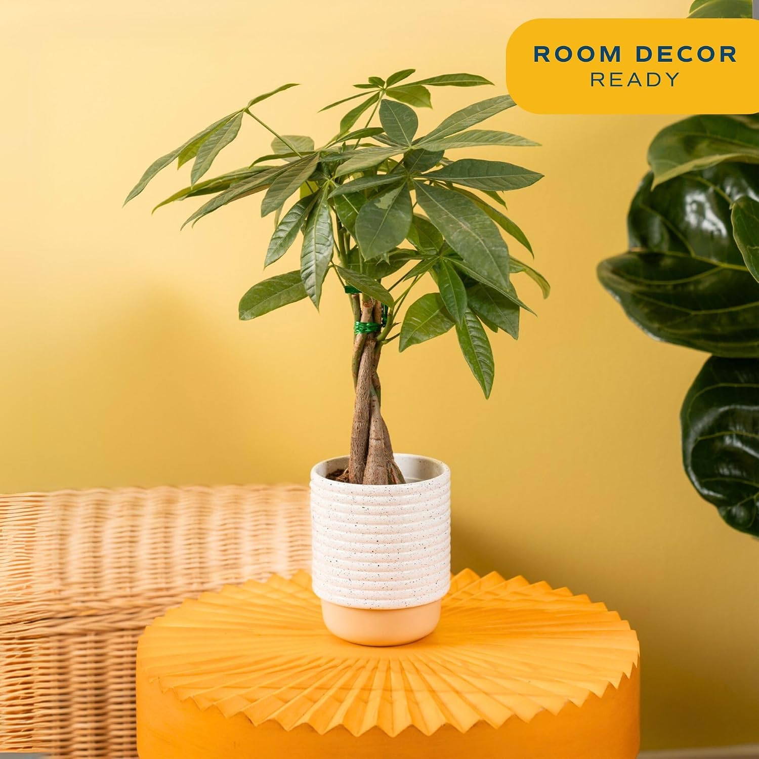 A braided-trunk Costa Farms money tree with a full green canopy in a white pot styled in a bright room
