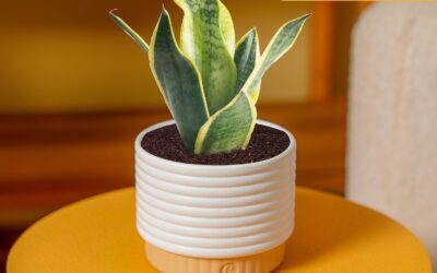 Indoor Plants That Genuinely Thrive Even When You Forget to Water