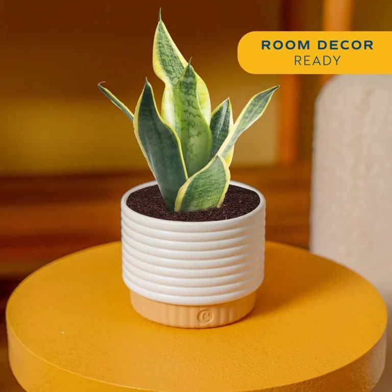 Indoor Plants That Genuinely Thrive Even When You Forget to Water