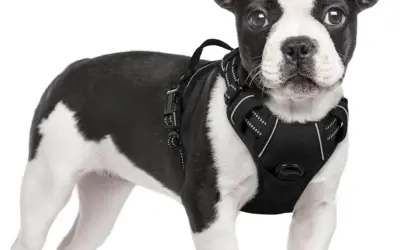 Small Dog Harnesses That Actually Stop Pulling Without Pain