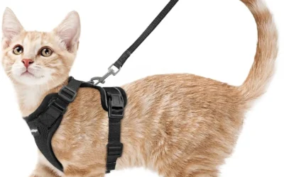 Snap-Buckle, Step-In, and H-Style Cat Harnesses Compared for Trail Days