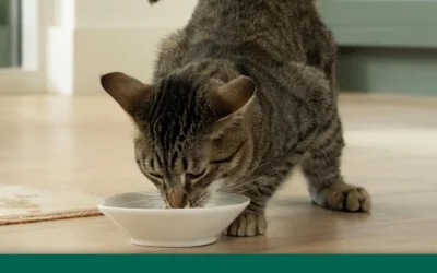 Kibble, Pate, and Variety Packs for Kittens Through Senior Cats