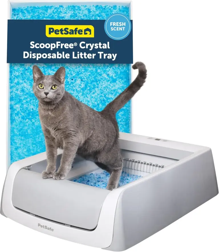Automatic Litter Boxes Ranked by Safety, Capacity, and Odor Control