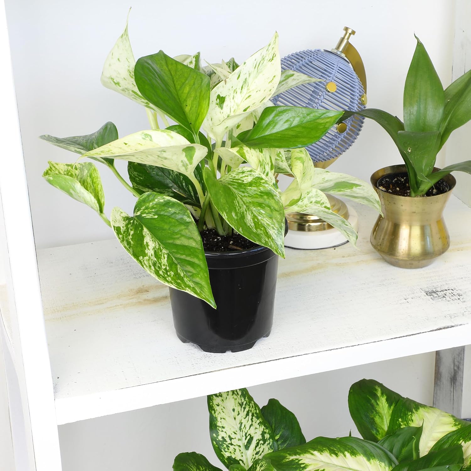 A variegated golden pothos trailing from a black nursery pot on a bright white shelf near a window