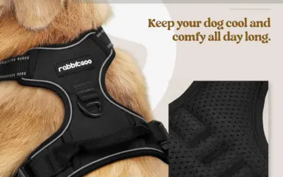Dog Harnesses That Actually Protect Vulnerable Canine Necks