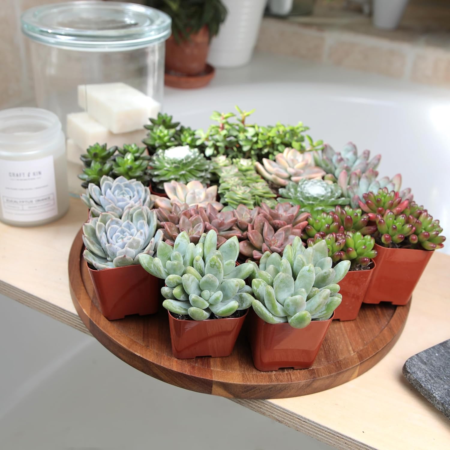 An assortment of colorful Altman Plants succulents in small nursery pots arranged on a wooden tray