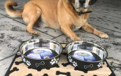 Stainless, Weighted, and Elevated Dog Bowls Compared for Bully Breeds