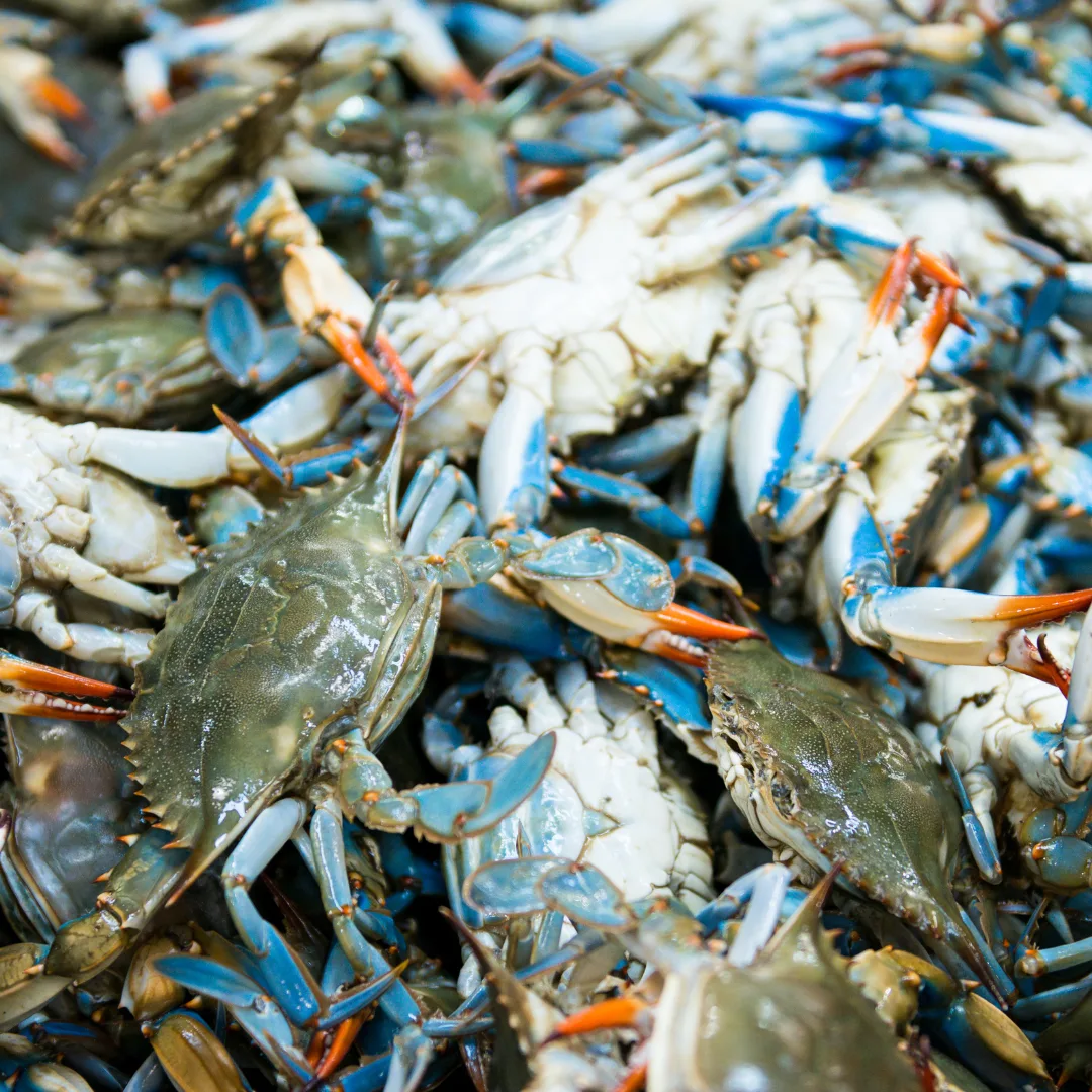 Chesapeake Crab Connection - Live Female Blue Crabs